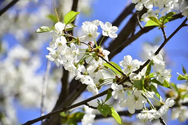 Bahar çiçeği, ağaç beyaz çiçekler