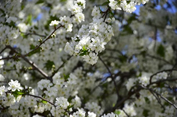 春天开花 树上的白花 — 图库照片