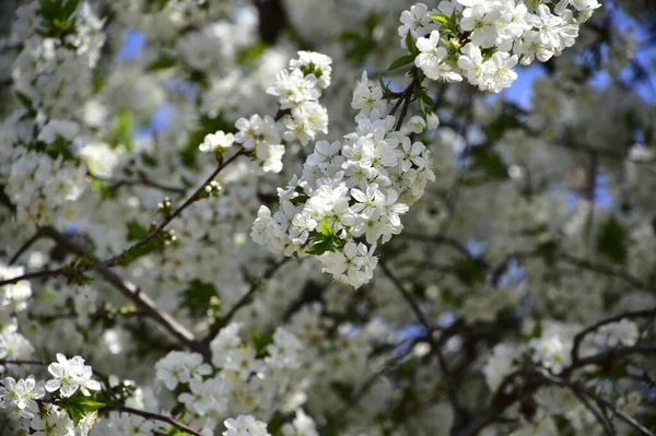 Voorjaar Bloesem Witte Bloemen Boom — Stockfoto