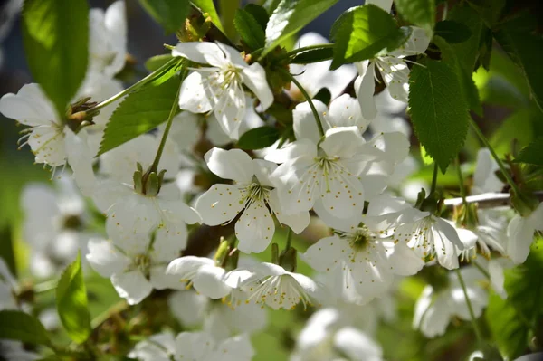 Bahar çiçeği, ağaç beyaz çiçekler