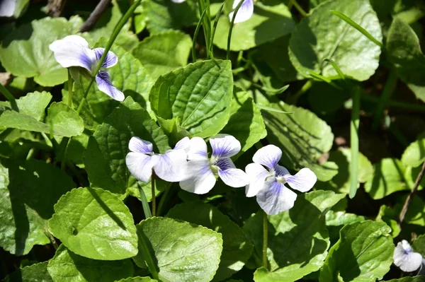 Beautiful Tiny White Blue Flowers Garden — ストック写真