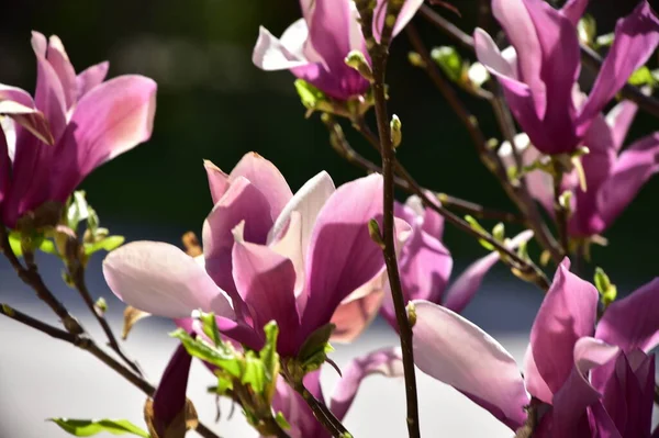 bahçede büyüyen güzel mor çiçekler