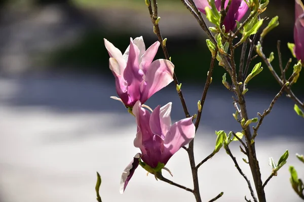 bahçede büyüyen güzel mor çiçekler