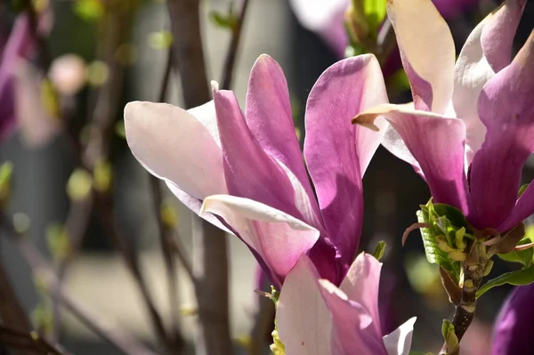 bahçede büyüyen güzel mor çiçekler