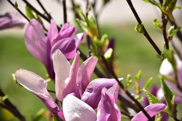 bahçede büyüyen güzel mor çiçekler