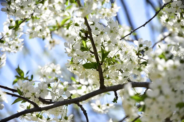 Bahar çiçeği, ağaç beyaz çiçekler