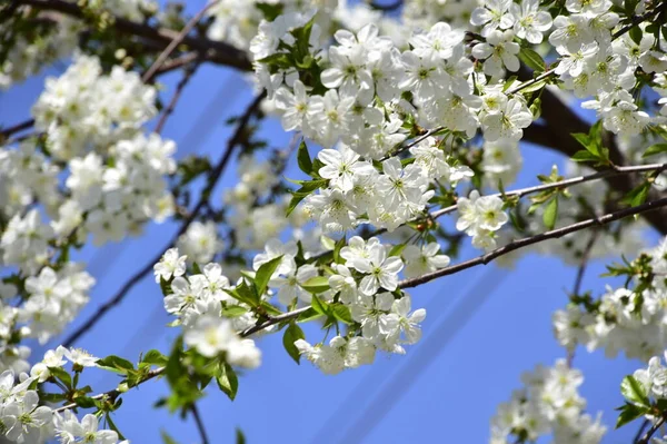 Bahar çiçeği, ağaç beyaz çiçekler