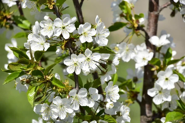 Spring Blossom White Flowers Tree — Stock Photo, Image