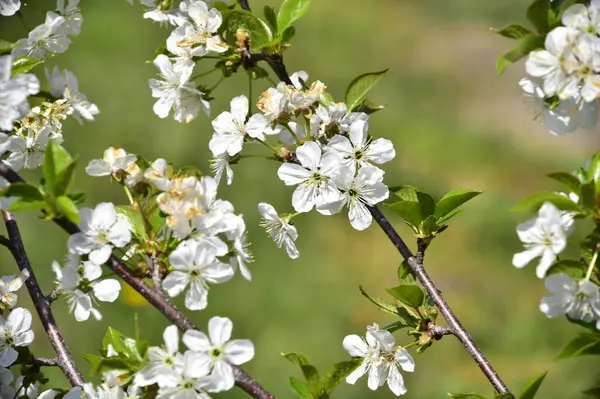 Bahar çiçeği, ağaç beyaz çiçekler