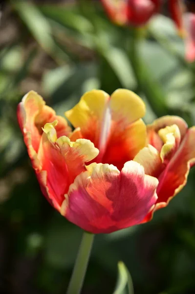 Прекрасный Цветок Тюльпана Растет Саду — стоковое фото