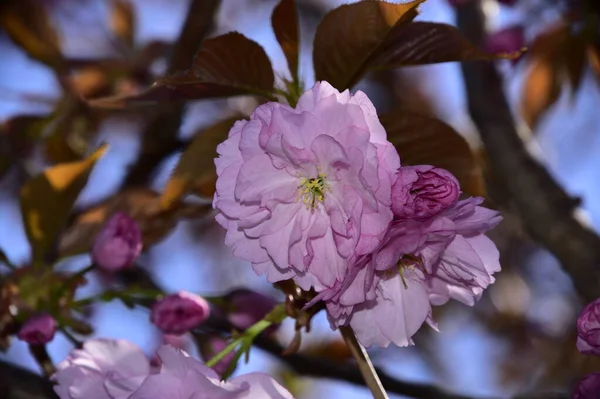 Fiore Primavera Fiori Rosa Sull Albero — Foto Stock