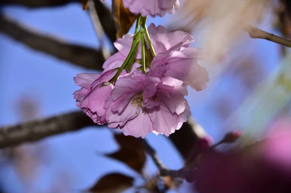 Весняний Цвіт Рожеві Квіти Дереві — стокове фото