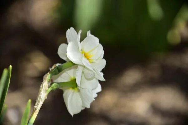 Beautiful Botanical Shot White Flowers Growing Garden — стоковое фото