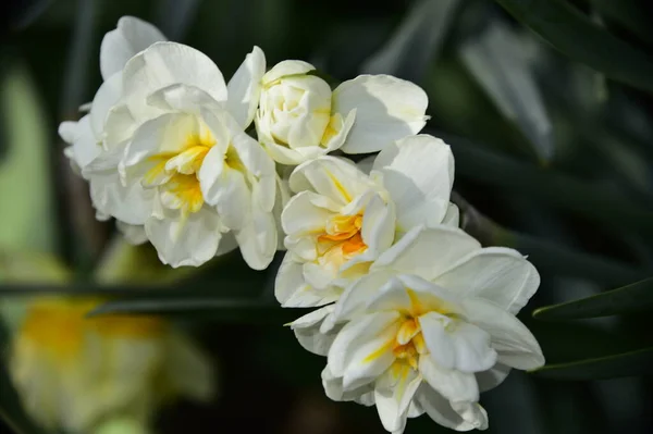 庭で育つ白い花の美しい植物のショット — ストック写真