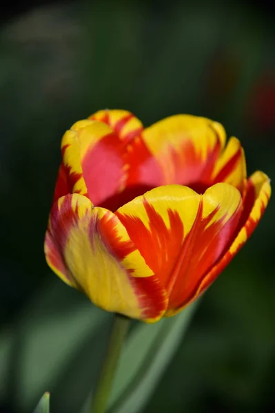 Nádherná Tulipánová Květina Rostoucí Zahradě — Stock fotografie