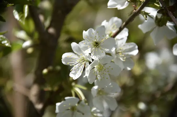 春の花 木に白い花 — ストック写真