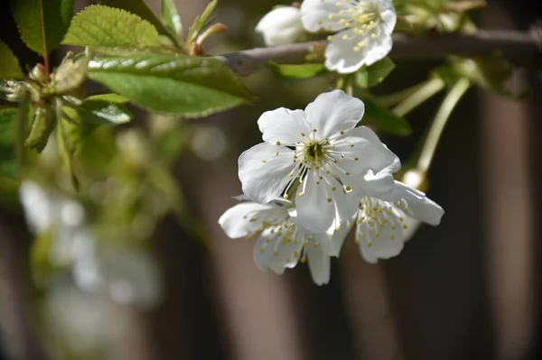 春の花 木に白い花 — ストック写真