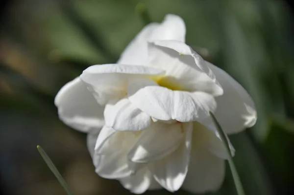 Beautiful Botanical Shot White Flowers Growing Garden — Stock Photo, Image