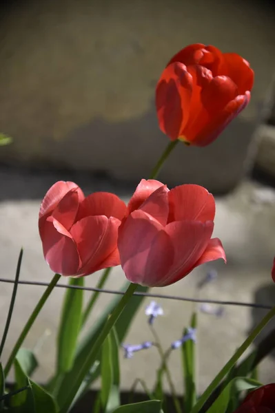 Прекрасные Цветы Тюльпана Растут Саду — стоковое фото