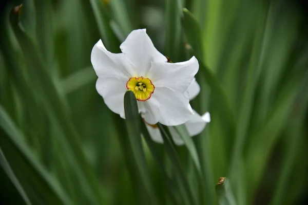 Flores Narcisas Blancas Jardín Cerca — Foto de Stock