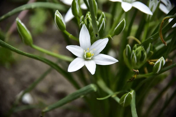 Schöne Botanische Aufnahme Weißer Blumen Die Garten Wachsen — Stockfoto