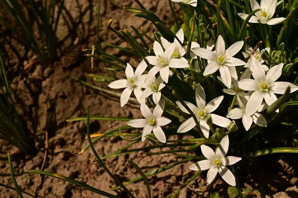 Bahçede büyüyen beyaz çiçeklerin güzel botanik çekimi