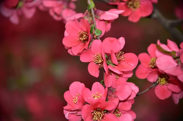 春天的花朵 树上的粉红花朵 — 图库照片