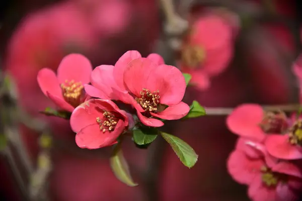 Άνοιξη Άνθος Ροζ Λουλούδια Στο Δέντρο — Φωτογραφία Αρχείου