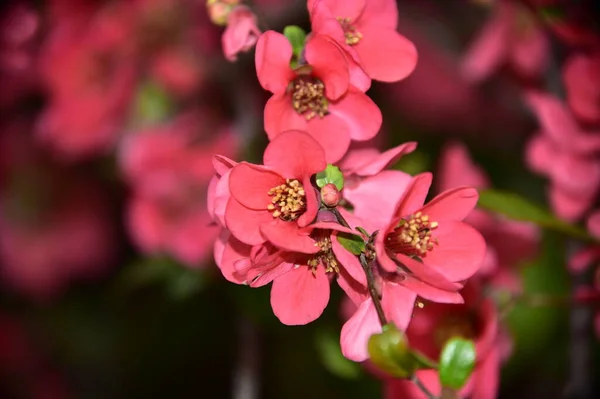 Spring Blossom Pink Flowers Tree — Stock Photo, Image