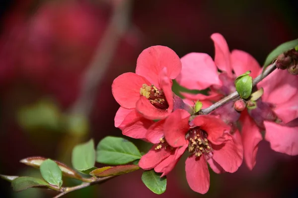 Άνοιξη Άνθος Ροζ Λουλούδια Στο Δέντρο — Φωτογραφία Αρχείου