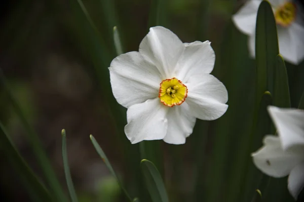 Vita Narcisser Blommor Trädgården Närbild — Stockfoto
