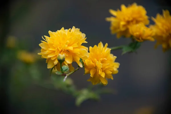 Lindas Flores Amarelas Jardim — Fotografia de Stock