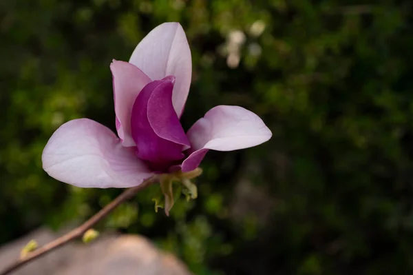 Zblízka Fialových Květů Zahradě — Stock fotografie