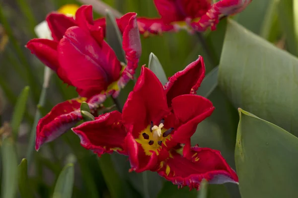 花园里生长着美丽的郁金香花 — 图库照片