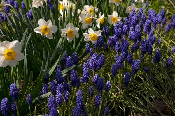 Bahçede büyüyen güzel çiçekler