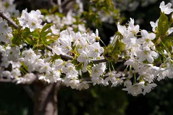 Wiosenny Kwiat Białe Kwiaty Drzewie — Zdjęcie stockowe