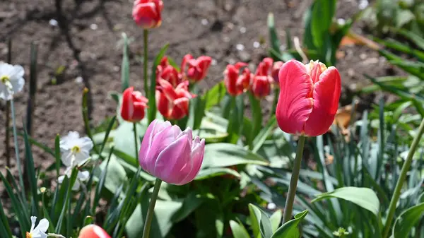 Bahçede harika lale çiçekleri yetişiyor.