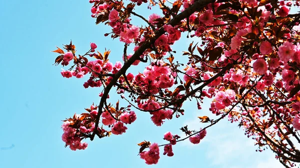 Bahar çiçekleri, ağaçtaki pembe çiçekler.