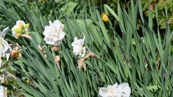 Белый Нарцисс Цветы Саду Закрыть — стоковое фото