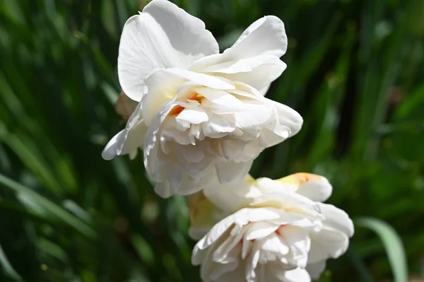 美丽的植物照片 白色的花朵生长在花园里 — 图库照片