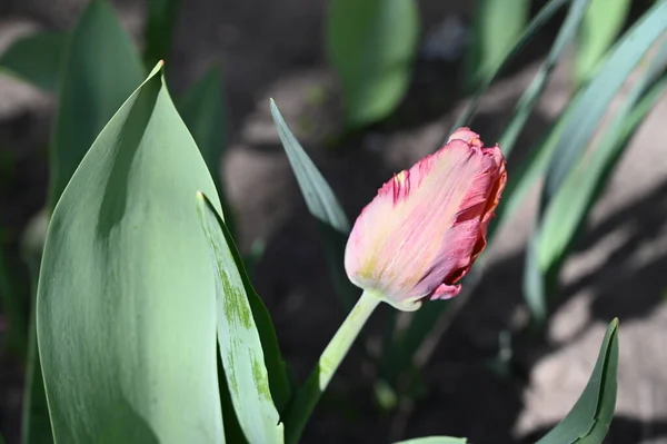 Maravillosa Flor Tulipán Creciendo Jardín — Foto de Stock