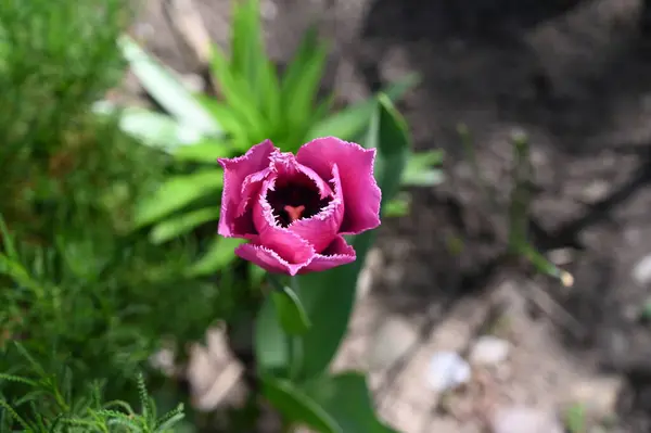 Maravillosa Flor Tulipán Creciendo Jardín — Foto de Stock