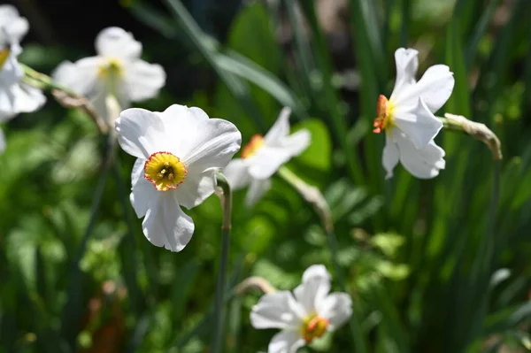 Білі Квіти Нарцисів Саду Крупним Планом — стокове фото