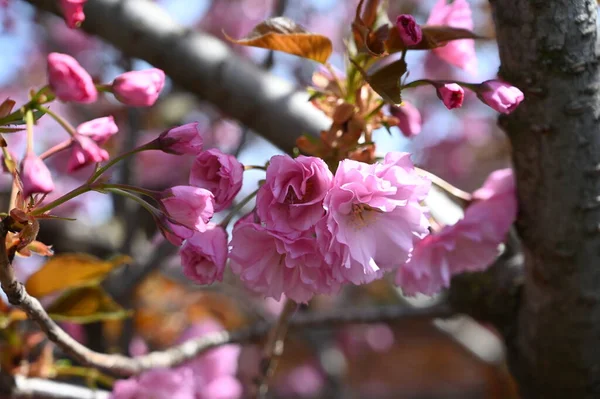 Весенний Цветок Розовые Цветы Дереве — стоковое фото