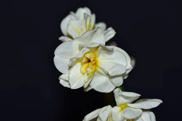 Hermosas Flores Blancas Amarillas Sobre Fondo Negro — Foto de Stock