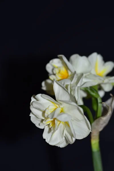 Mooie Witte Gele Bloemen Zwarte Achtergrond — Stockfoto