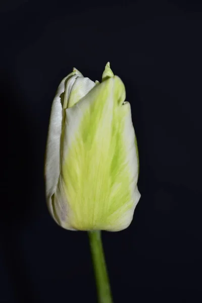 Hermoso Tulipán Tierno Sobre Fondo Oscuro Vista Cerca — Foto de Stock