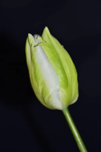 Schöne Zarte Tulpe Auf Dunklem Hintergrund Nahsicht — Stockfoto