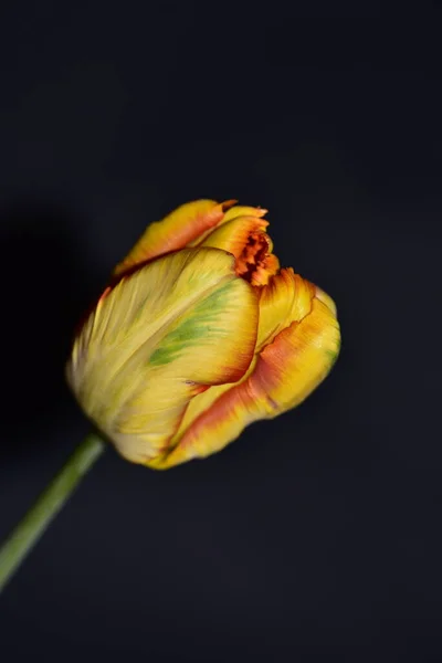 Hermoso Tulipán Tierno Sobre Fondo Oscuro Vista Cerca —  Fotos de Stock