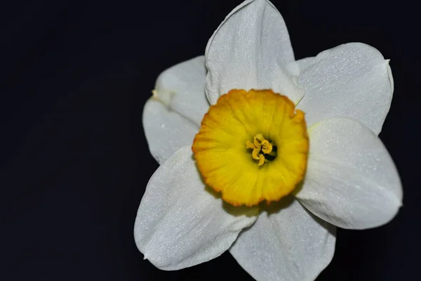 Όμορφο Λευκό Και Κίτρινο Λουλούδι Μαύρο Φόντο — Φωτογραφία Αρχείου